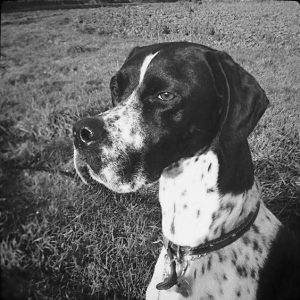 Bassets - Tisbury Estate Agents