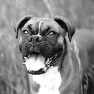Jamie Mant - Bassets Sales & Lettings Salisbury