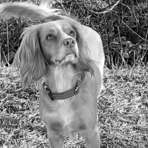 Fiona - Bassets Lettings Salisbury